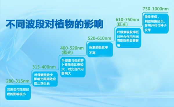波长对植物的影响.JPG